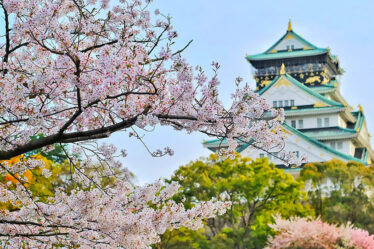 Cherry Blossoms: Nature’s Ephemeral Masterpiece