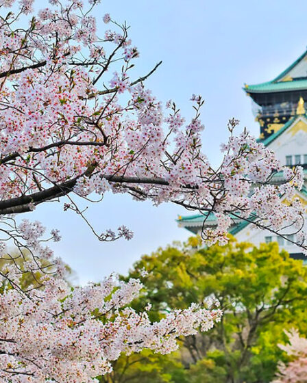 Cherry Blossoms: Nature’s Ephemeral Masterpiece